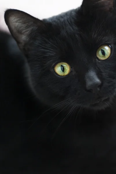 Svart katt i mörka närbild — Stockfoto