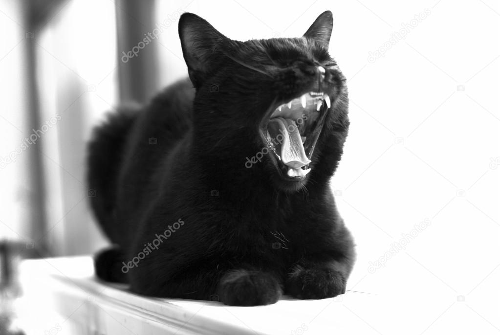 Black cat expressions