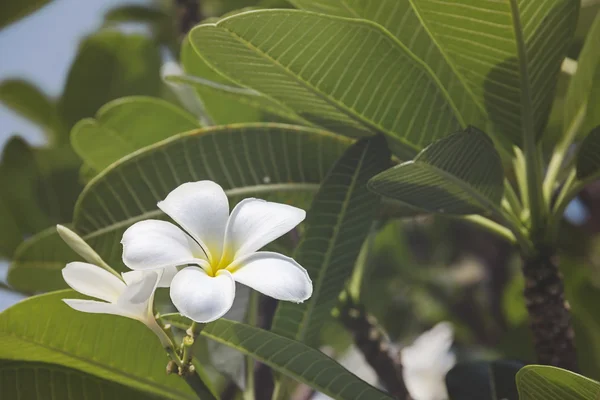 Тропічний Живці квітів — стокове фото