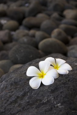 Plumeria çiçekler ve karanlık taşlar