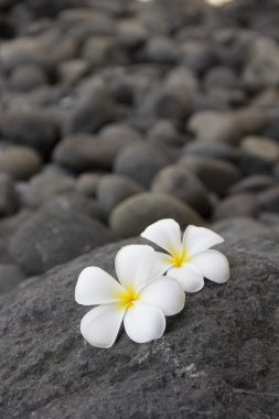 Plumeria çiçekler ve karanlık taşlar