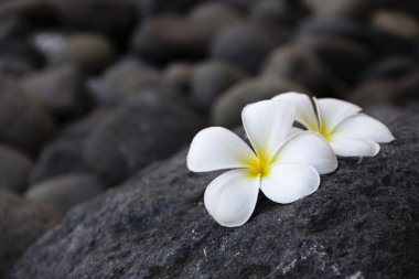 Plumeria çiçekler ve karanlık taşlar