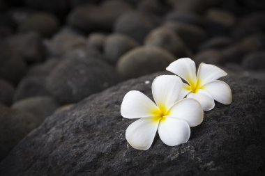 Plumeria çiçekler ve karanlık taşlar