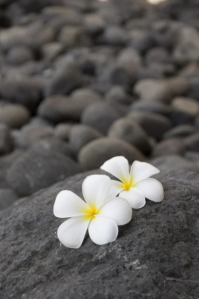 Plumeria květiny a tmavé kameny — Stock fotografie