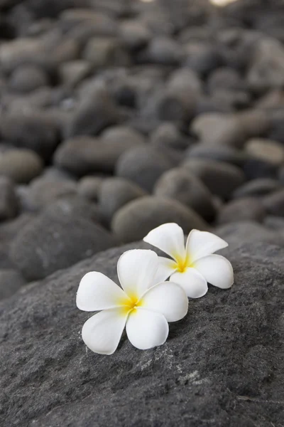 Plumeria çiçekler ve karanlık taşlar