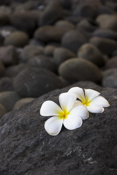 Plumeria flowers and dark stones Stock Picture