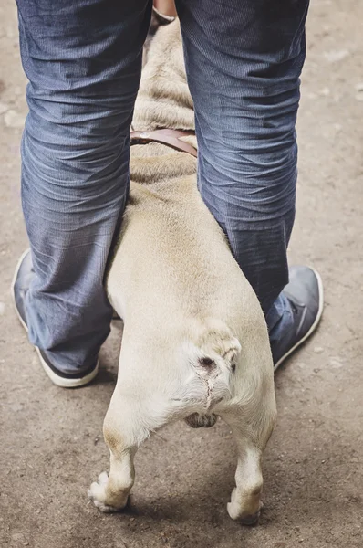 Pug between legs — Stock Image Pug between legs Stock Photo