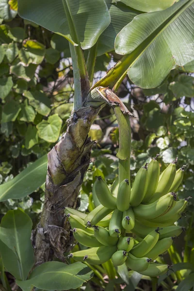 Banana palm — Stock Photo, Image