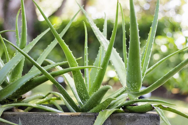 Aloe vera bitkisi — Stok fotoğraf