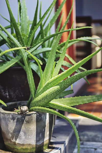 Aloe Vera Plant — Stock Photo, Image