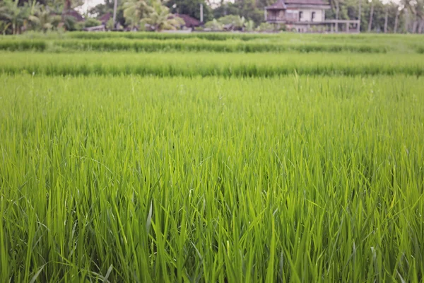 Pirinç ekimi — Stok fotoğraf