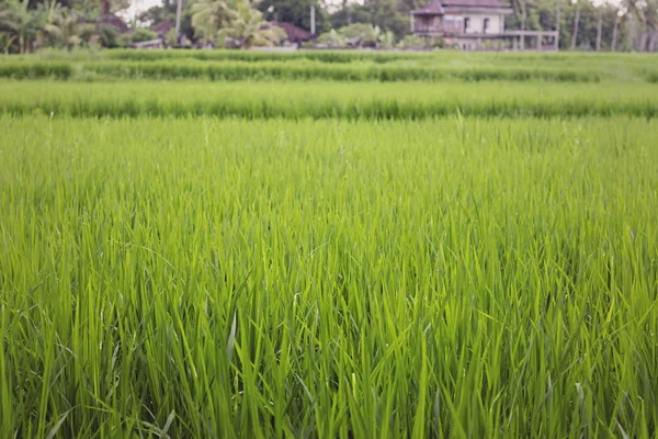 Pembiakan padi — Stok Foto