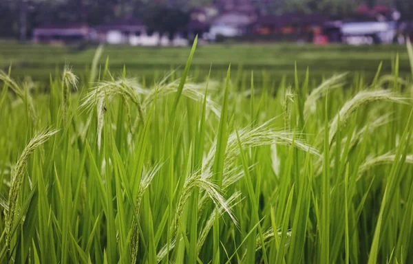 Вирощування рису — стокове фото