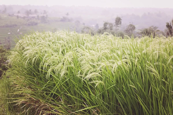 Pembiakan padi — Stok Foto