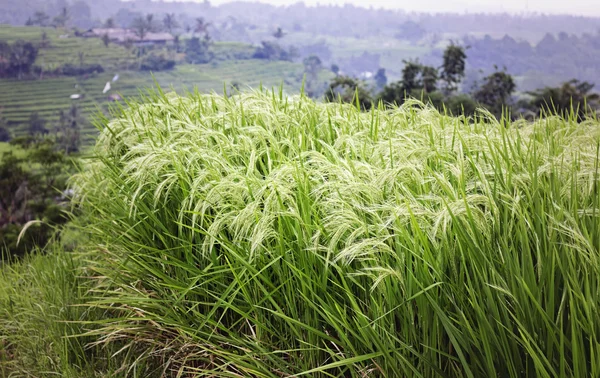 Pembiakan padi — Stok Foto