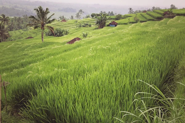 Pembiakan padi — Stok Foto
