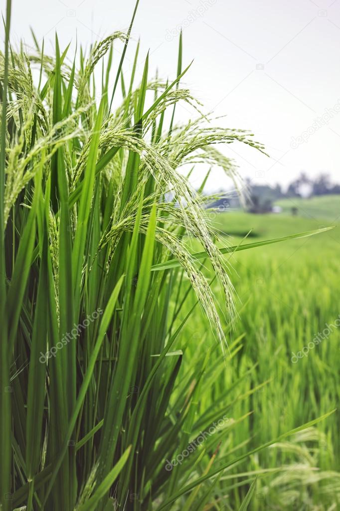 Rice cultivation