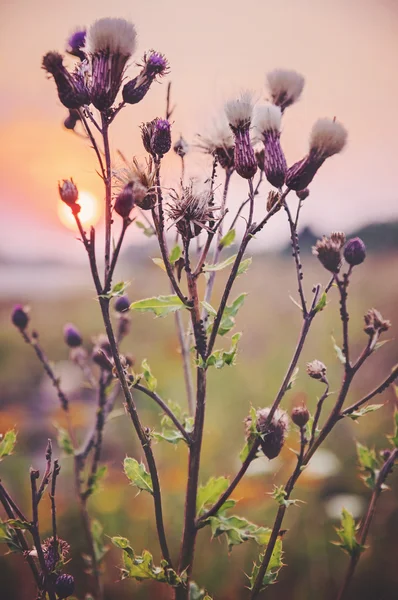 Sluipende Thistle in de zonsondergang — Stockfoto