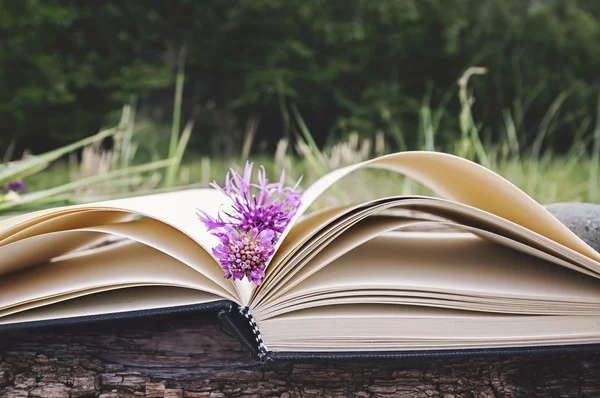 Açık kitap, boş sayfaları