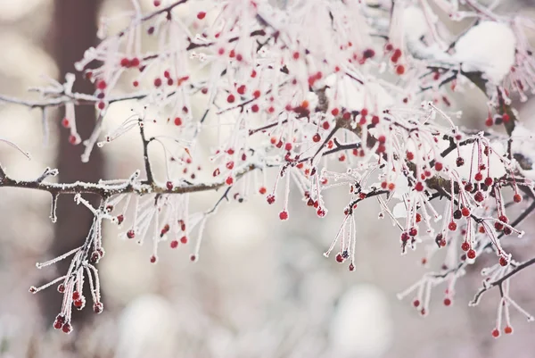 Hagtornsbär under snö — Stockfoto