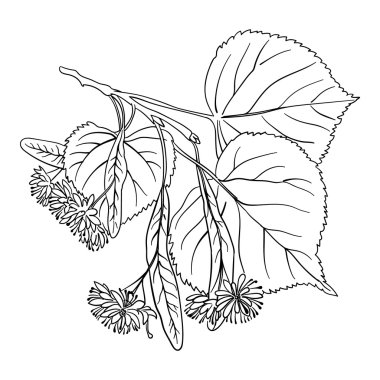 Linden Blossom clipart