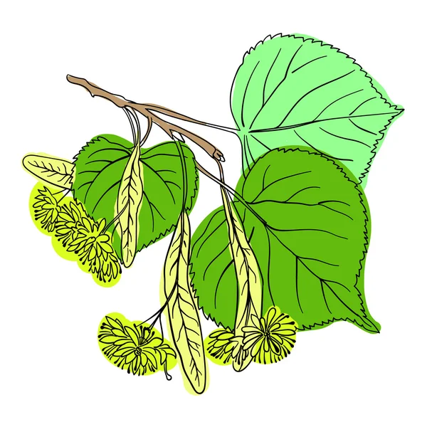 Flor de tilo — Vector de stock