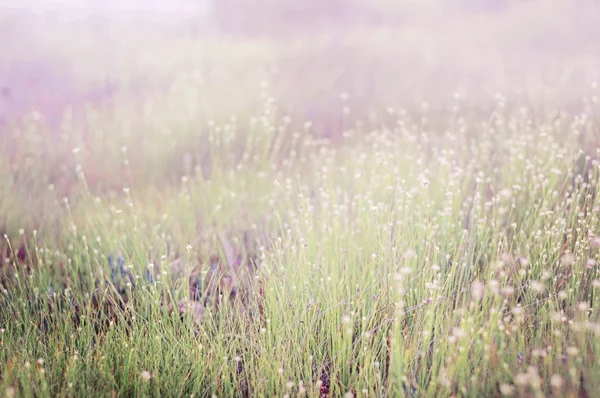 Summer grass meadow — Stock Photo, Image