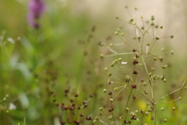yabani otlar ile çayır