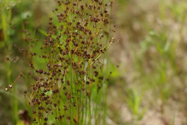 Weiland met wild grassen — Stockfoto