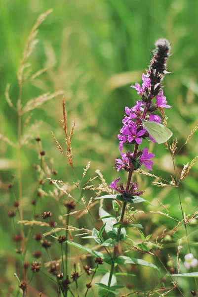 Paarse wild bloem — Stockfoto