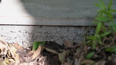 Karıncalar beton bir duvar boyunca doğal ışık altında hareket ediyorlar. Bahçedeki böcek aktivitelerini yakından izliyorlar..