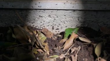 Karıncalar beton bir duvar boyunca doğal ışık altında hareket ediyorlar. Bahçedeki böcek aktivitelerini yakından izliyorlar..