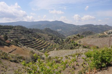Çiftlik arazisindeki üzüm. Olgunlaşan bir durumda