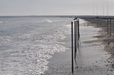 Doğal ortamda güzel kuş Larus ridibundus (Kara başlı Martı)