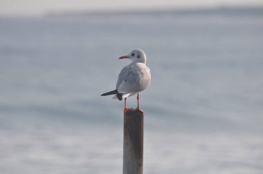 Doğal ortamda güzel kuş Larus ridibundus (Kara başlı Martı)