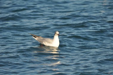 Doğal ortamda güzel kuş Larus ridibundus (Kara başlı Martı)