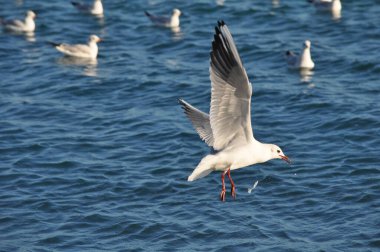 Doğal ortamda güzel kuş Larus ridibundus (Kara başlı Martı)