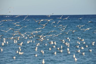 Doğal ortamda güzel kuş Larus ridibundus (Kara başlı Martı)