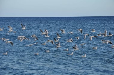 Doğal ortamda güzel kuş Larus ridibundus (Kara başlı Martı)