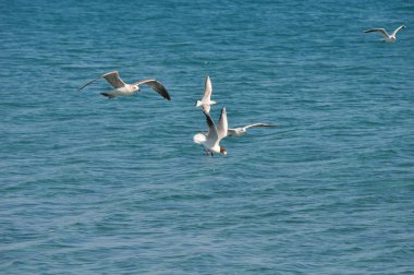 Doğal ortamda güzel kuş Larus ridibundus (Kara başlı Martı)