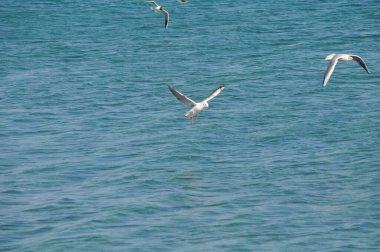 Doğal ortamda güzel kuş Larus ridibundus (Kara başlı Martı)