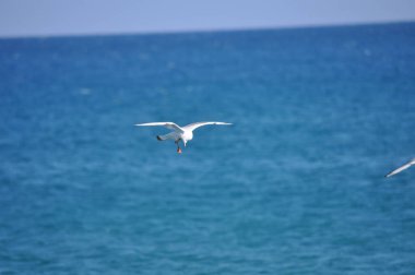 Doğal ortamda güzel kuş Larus ridibundus (Kara başlı Martı)