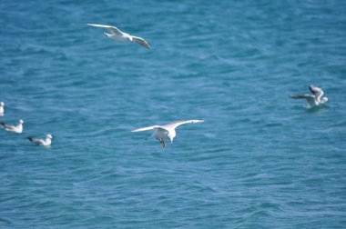 Doğal ortamda güzel kuş Larus ridibundus (Kara başlı Martı)