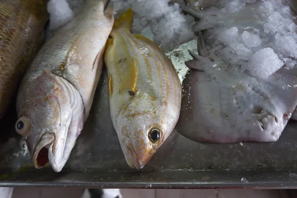 Fish being sold at market — Stock Photo, Image