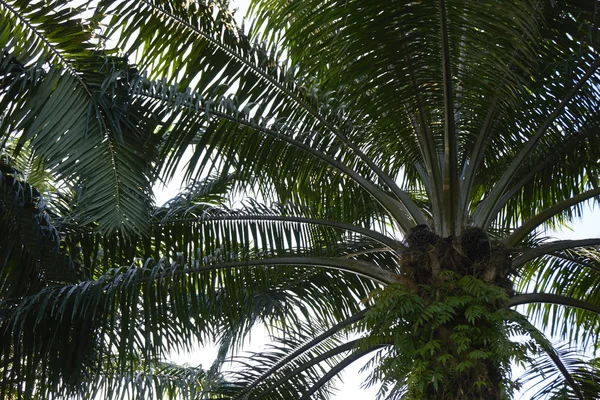 Oil palm tree — Stock Photo, Image