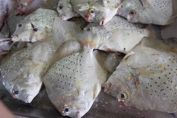 Fish being sold at market — Stock Photo, Image