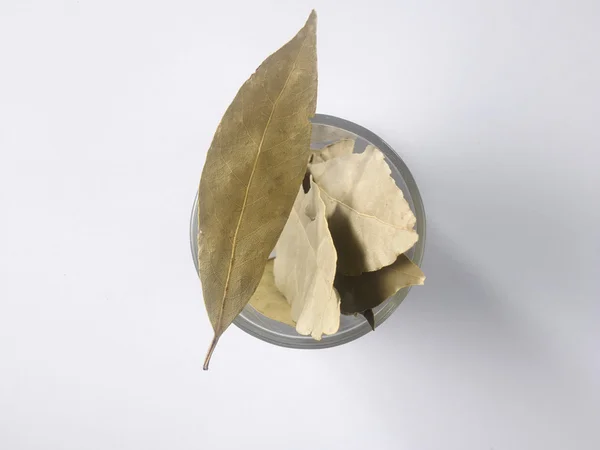 Sušené bobkové listy — Stock fotografie