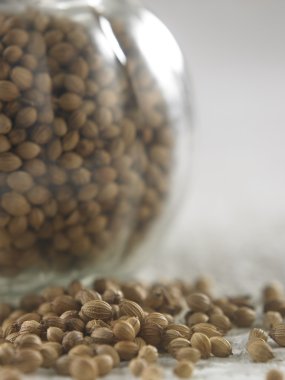 Bütün kişniş tohumu