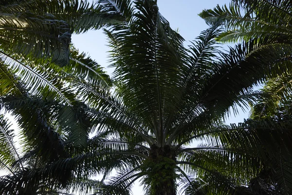 Olie palmboom — Stockfoto