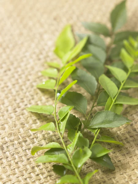 Raw curry leaves — Stock Photo, Image